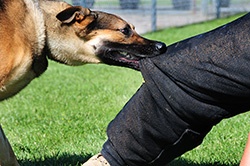 Vancouver Dog Bite Lawyers Vancouver dog bite lawyers, Dog Bite Injury Claim