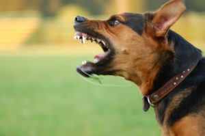 Vancouver Dog Bite Lawyers